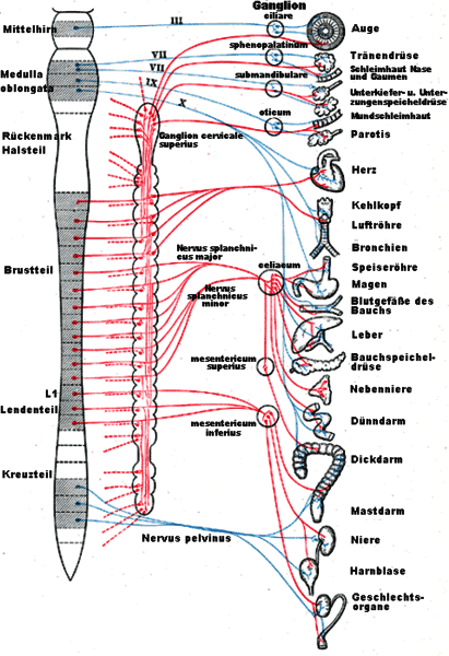 Privatpraxis Dr Schorn Hrv Analyse